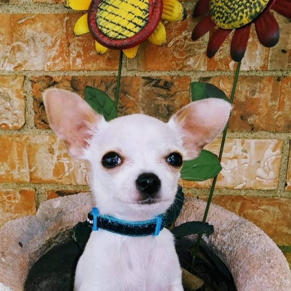 Meet your Posher, Adele - Picture 3 of 5